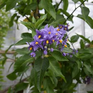 Solanum crispum 'Glasnevin' 150-175 cm